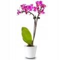 Osłonka ceramiczna na storczyki 15 cm biała