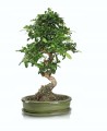 Doniczka na bonsai z podstawką owalna zielona 25 cm