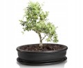 Doniczka na bonsai z podstawką owalna grafit 25 cm