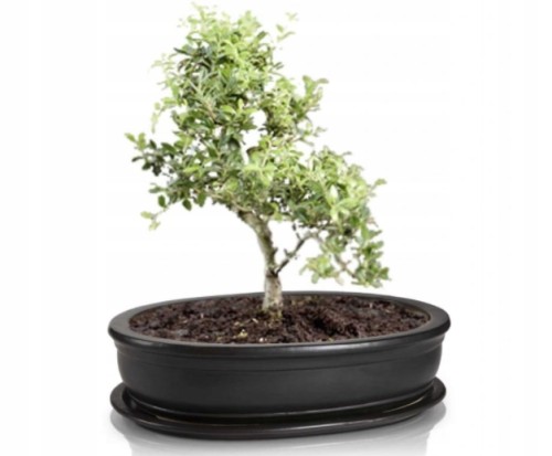 Doniczka na bonsai z podstawką owalna grafit 25 cm
