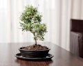 Doniczka na bonsai z podstawką owalna grafit 25 cm