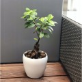 Doniczka ceramiczna na kwiaty 14,5 cm kremowa