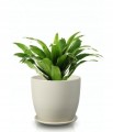 Doniczka ceramiczna z podstawką 13 cm kremowa
