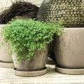 Doniczka ceramiczna z podstawką 15 cm beżowa