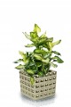 Doniczka ceramiczna na kwiaty 15 cm złota