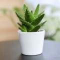 Doniczka ceramiczna na kwiaty biała 8,5 cm
