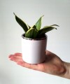Doniczka ceramiczna na małe kwiaty biała 8 cm