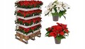 Gwiazda betlejemska w doniczce czerwona 27 cm