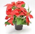 Gwiazda betlejemska w doniczce czerwona 27 cm