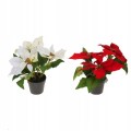 Gwiazda betlejemska w doniczce ozdobna mix kolorów 24 cm 1szt