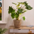 Lampki świąteczne na kwiaty LED ozdobne 80 cm