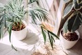Ziemia podłoże do palm juki i dracen 5L
