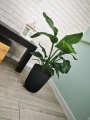 Doniczka plastikowa z wkładem Mira Eco 14,5 cm czarna