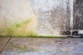 Środek do zwalczania mchów i glonów 3w1 0,5l