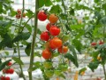 Nawóz uniwersalny długodziałający na 6 miesięcy 850g