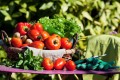 Kurzak suszony naturalny nawóz obornik 10L