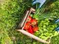 Kurzak suszony naturalny nawóz obornik 10L