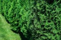 Hortifoska nawóz do iglaków zdrowe wybarwienie 10 kg
