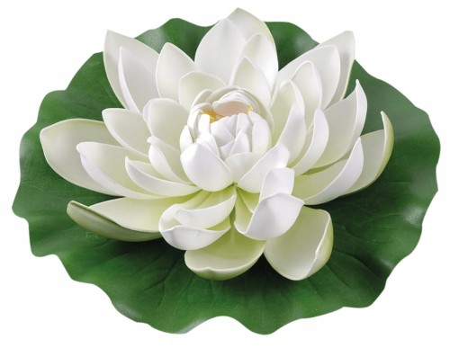 Biała lilia wodna duża 28 cm 