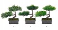 Sztuczna roślina w doniczce drzewko bonsai 23x15 cm