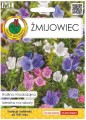 Żmijowiec nasiona 1g Miododajna i dekoracyjna roślina
