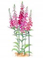 Podpora do roślin z długą łodygą 45x26cm Ciemnozielona