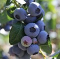 Nawóz organiczny do borówek 1kg Naturalny wzrost i obfite plony