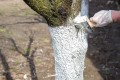 Wapno ogrodnicze granulowane 3kg Skuteczne odkwaszanie i ochrona drzew