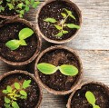 Zestaw 20 okrągłych doniczek do rozsad 8cm Biodegradowalne i naturalne