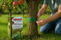 Opaska na pnie drzew 2,5m Naturalny sposób na wyłapywanie szkodników