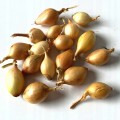 Cebula dymka EFEKT rozmiar 8–15 mm worek 0,5 kg