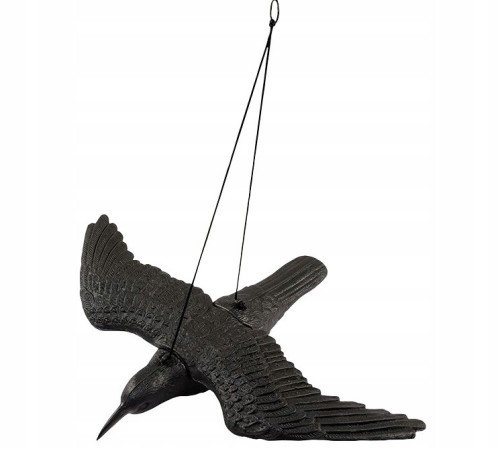 Duży kruk w locie odstraszacz ptaków