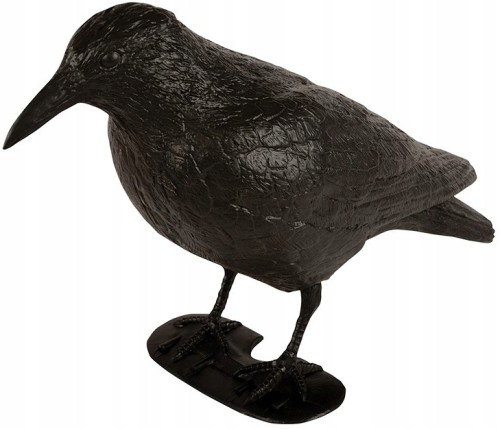 Bardzo duży kruk odstraszacz ptaków gołębi szpaków